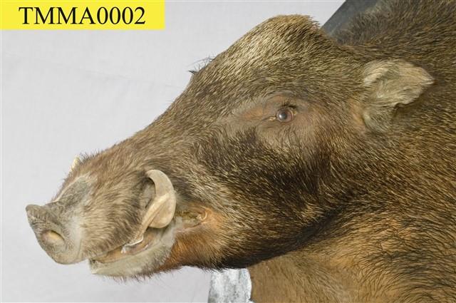 Formosan Wild Boar Collection Image, Figure 14, Total 14 Figures