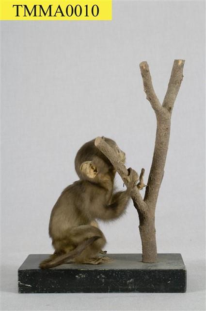 Formosan Rock-monkey Collection Image, Figure 11, Total 15 Figures