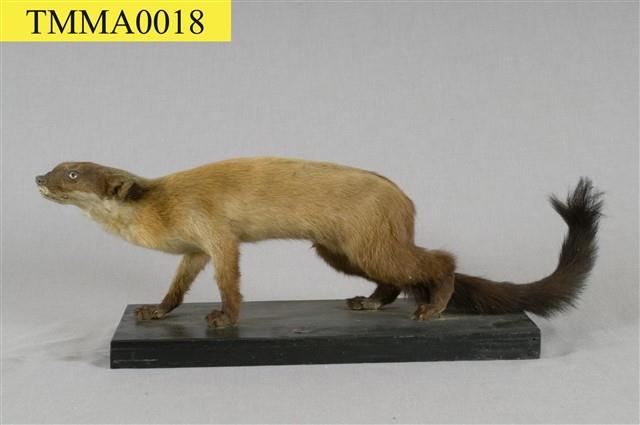 Formosan Yellow-throated Marten Collection Image, Figure 12, Total 12 Figures