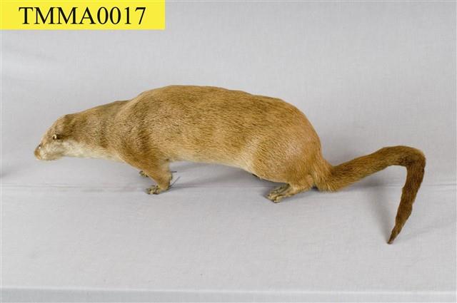 Chinese River Otter Collection Image, Figure 9, Total 11 Figures