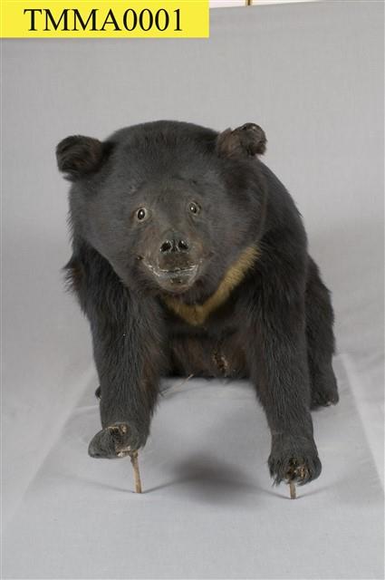 Formosan Black Bear Collection Image, Figure 11, Total 13 Figures