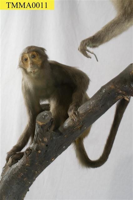 Formosan Rock-monkey Collection Image, Figure 10, Total 10 Figures
