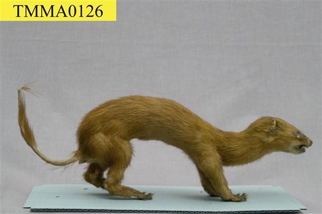 黃鼠狼藏品圖，第8張