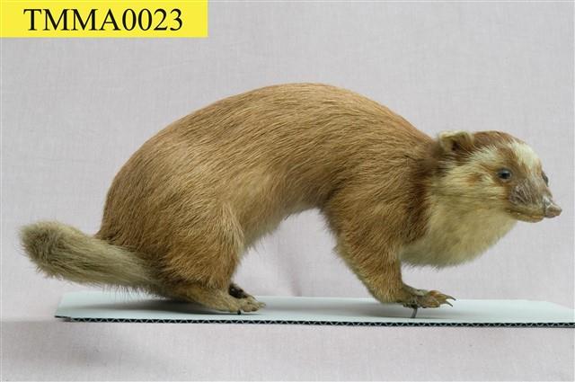 鼬獾藏品圖，第8張