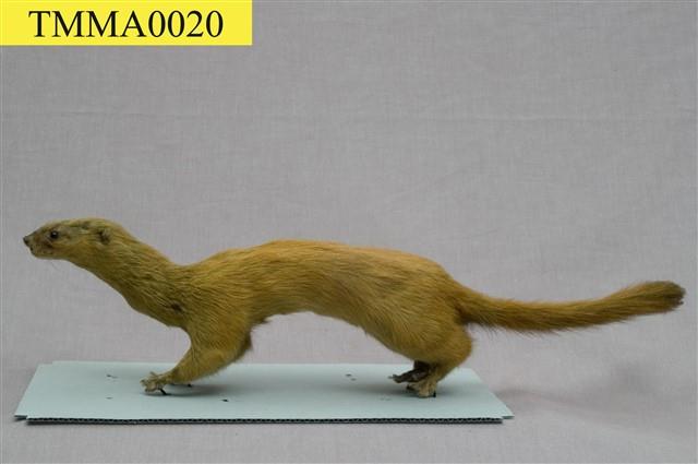 Golden Weasal Collection Image, Figure 8, Total 11 Figures