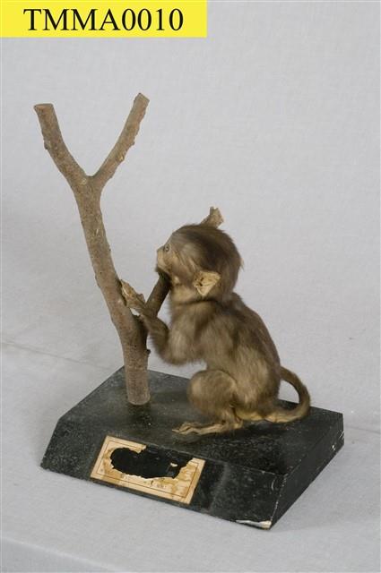 Formosan Rock-monkey Collection Image, Figure 8, Total 15 Figures