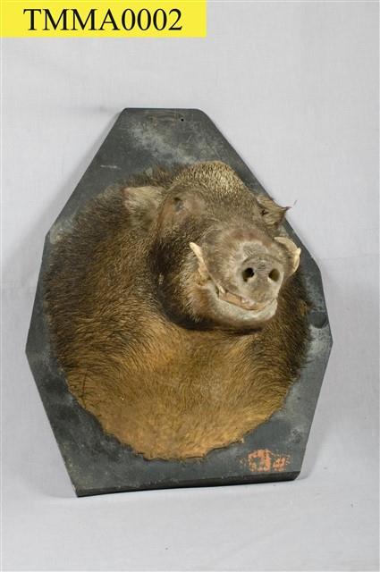 Formosan Wild Boar Collection Image, Figure 10, Total 14 Figures