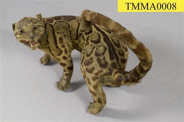 Formosan Clouded Leopard Collection Image, Figure 11, Total 29 Figures