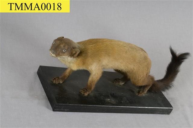 Formosan Yellow-throated Marten Collection Image, Figure 9, Total 12 Figures