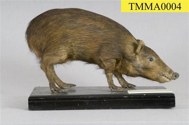 Formosan Wild Boar Collection Image, Figure 9, Total 16 Figures