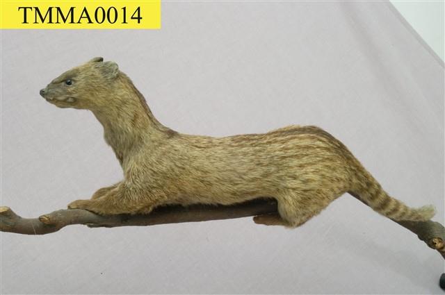 Small Chinese Civet Collection Image, Figure 7, Total 11 Figures