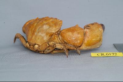 Mangrove stone crab Collection Image, Figure 6, Total 6 Figures