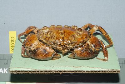 Square-shelled crab Collection Image, Figure 2, Total 3 Figures