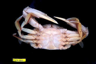 Red-spotted swimming crab Collection Image, Figure 2, Total 3 Figures