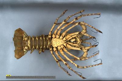 Tropical Rock Lobster Collection Image, Figure 2, Total 6 Figures