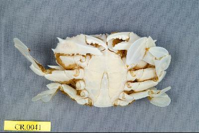 Common Moon crab Collection Image, Figure 2, Total 3 Figures