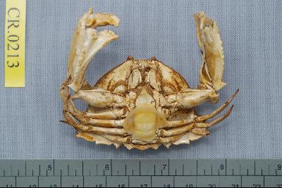 Common box crab Collection Image, Figure 2, Total 6 Figures