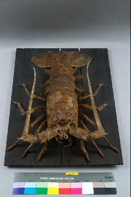 Tropical Rock Lobster Collection Image, Figure 2, Total 6 Figures