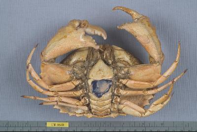 日本饅頭蟹藏品圖，第2張