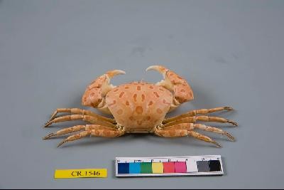 紅斑斗蟹藏品圖，第4張