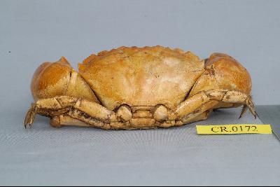 Mangrove stone crab Collection Image, Figure 4, Total 6 Figures