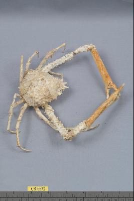 雙裂牛角蟹藏品圖，第4張