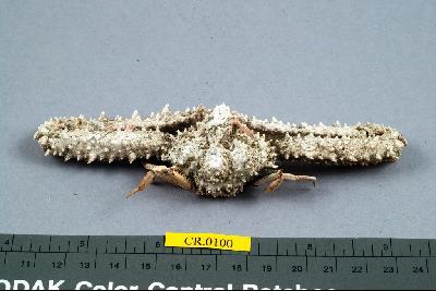 Srong elbow crab Collection Image, Figure 4, Total 6 Figures