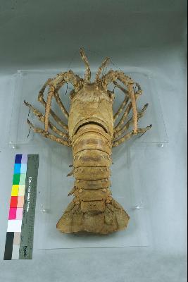 Tropical Rock Lobster Collection Image, Figure 4, Total 6 Figures