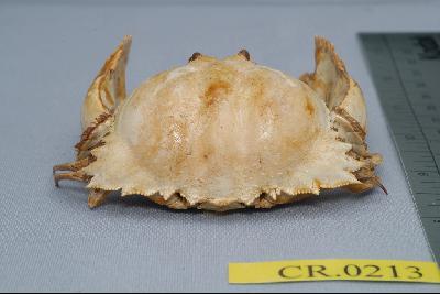 Common box crab Collection Image, Figure 4, Total 6 Figures