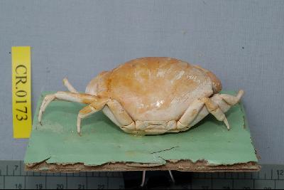 Marbled stone crab Collection Image, Figure 4, Total 6 Figures