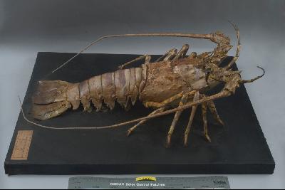 Tropical Rock Lobster Collection Image, Figure 4, Total 5 Figures