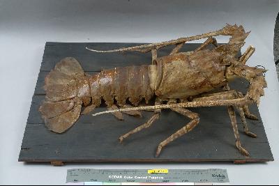 Tropical Rock Lobster Collection Image, Figure 4, Total 6 Figures