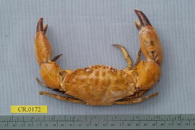 Mangrove stone crab Collection Image, Figure 1, Total 6 Figures