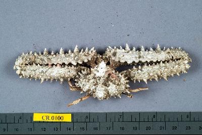 Srong elbow crab Collection Image, Figure 1, Total 6 Figures