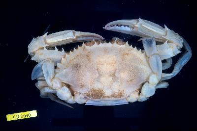 Flower crab Collection Image, Figure 1, Total 3 Figures