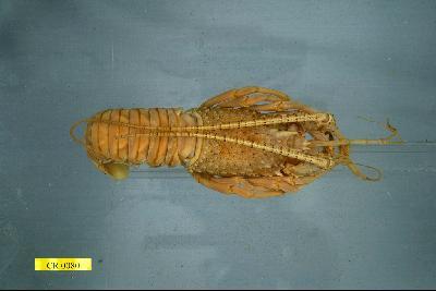 Japanese spiny lobster Collection Image, Figure 2, Total 3 Figures