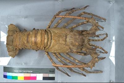 Tropical Rock Lobster Collection Image, Figure 1, Total 6 Figures