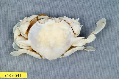 Common Moon crab Collection Image, Figure 1, Total 3 Figures