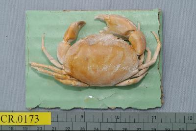 Marbled stone crab Collection Image, Figure 1, Total 6 Figures