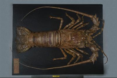 Tropical Rock Lobster Collection Image, Figure 1, Total 5 Figures