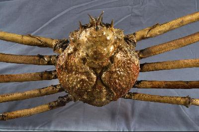 Japanese spider crab Collection Image, Figure 4, Total 5 Figures
