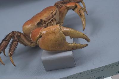 凶狠圓軸蟹藏品圖，第6張