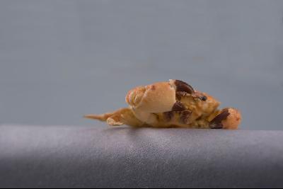 粗掌大權蟹藏品圖，第6張