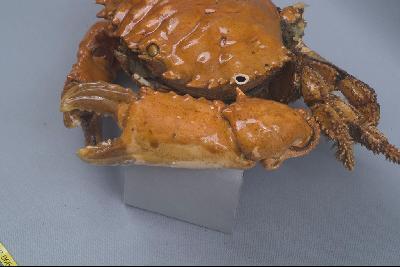 燦爛滑面蟹藏品圖，第6張