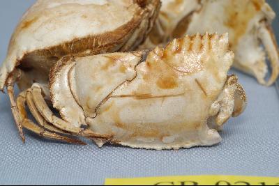 Common box crab Collection Image, Figure 6, Total 6 Figures