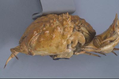 日本饅頭蟹藏品圖，第6張