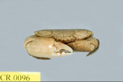 Shore crab Collection Image, Figure 3, Total 3 Figures