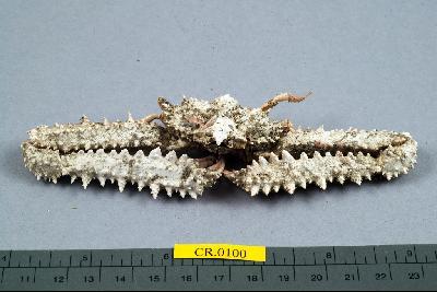 Srong elbow crab Collection Image, Figure 3, Total 6 Figures
