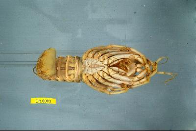 Japanese spiny lobster Collection Image, Figure 3, Total 3 Figures