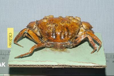 Square-shelled crab Collection Image, Figure 3, Total 3 Figures